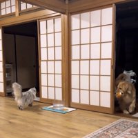 猫を遊びに誘う犬
