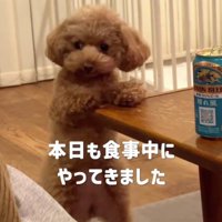 テーブルに前足をついて、後ろ足を足踏みする犬
