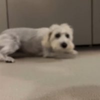 伏せる犬2