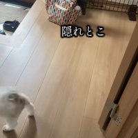 犬見知り発動中！
