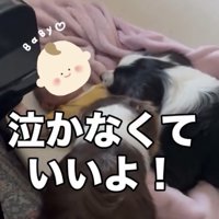 顔を近づける2匹の犬