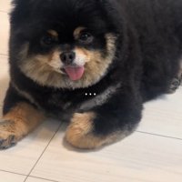 飼い主の言葉を聞いて黙る犬