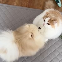 「ごめんね」「いいよ」