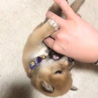 飼い主の手にじゃれつく子犬