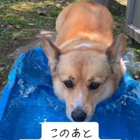 入水したぷりんちゃん