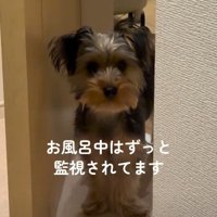 お風呂の間も離れたくない