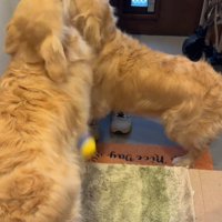 ボールを室内に向かって投げる女性