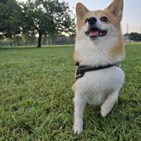 ニコニコ
