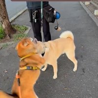 お友達に会った時のぽんた君8