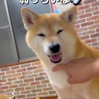 飼い主に胸元を撫でられて目を細める犬