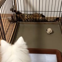 脱出するナルちゃん