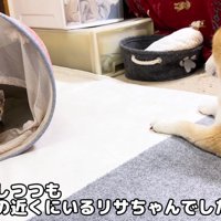 母性あふれる姿にホッコリ
