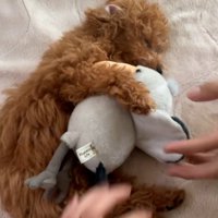 ぬいぐるみを抱えて眠るシャルマンくん