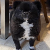 「海苔が破れたキンパ」