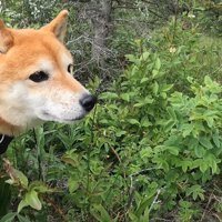 自然に囲まれて気持ち良さそう！