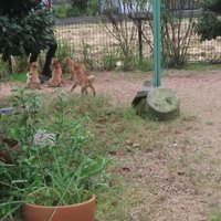 ピョンピョン跳ねて大喜び