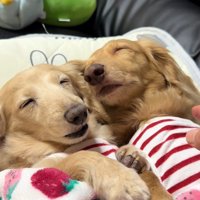 幸せそうな寝顔♪