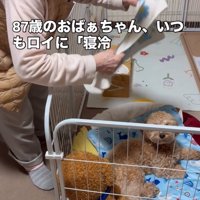 おばあちゃんと犬