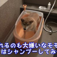 ももちゃん