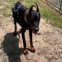 タイソンくんが回復するまで⑩