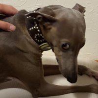 分かりやすいプットくん