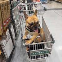 お買い物が大好きなようです