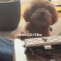 かわいこぶるボムさん