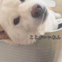 洗濯カゴの中で寛ぐ柴犬