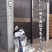 玄関前で座って待つ犬