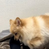 移動するサニーくん