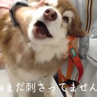 泣き叫ぶコスモくん