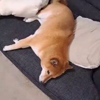 ロックくんがソファーを占領