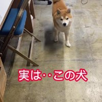 とっても可愛いはちくんは…