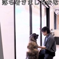 床にお座りをして落ち着いた大型犬