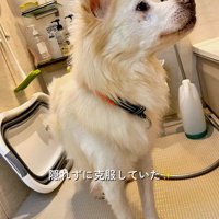 シャンプー後の犬
