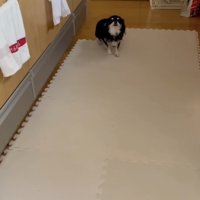 足を高速で小刻みに動かしていたら…