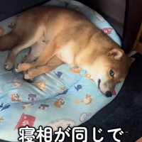 シンクロするぬん君＆ぽた君