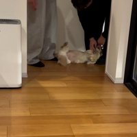 家族に撫でてもらう小型犬