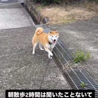 散歩中に立ち止まりリードに片手をかける柴犬