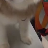 診察台の上のコスモくん