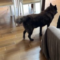 逃げました！