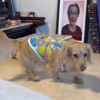 笑顔の女性の写真の前を通り過ぎる犬
