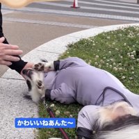 おばあちゃん、デイジーちゃんをベタ褒め