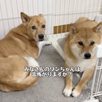 震えも止まりました