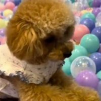 ボールに囲まれて固まる兄犬