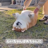 こちょばされる柴雄くん