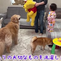 ぬいぐるみを洗うことを宣言