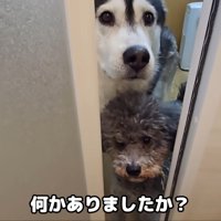 きゅうちゃんもお顔をひょっこり