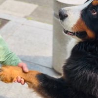 おかわりする超大型犬