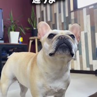飼い主に話しかけられ、飼い主を見つめる犬